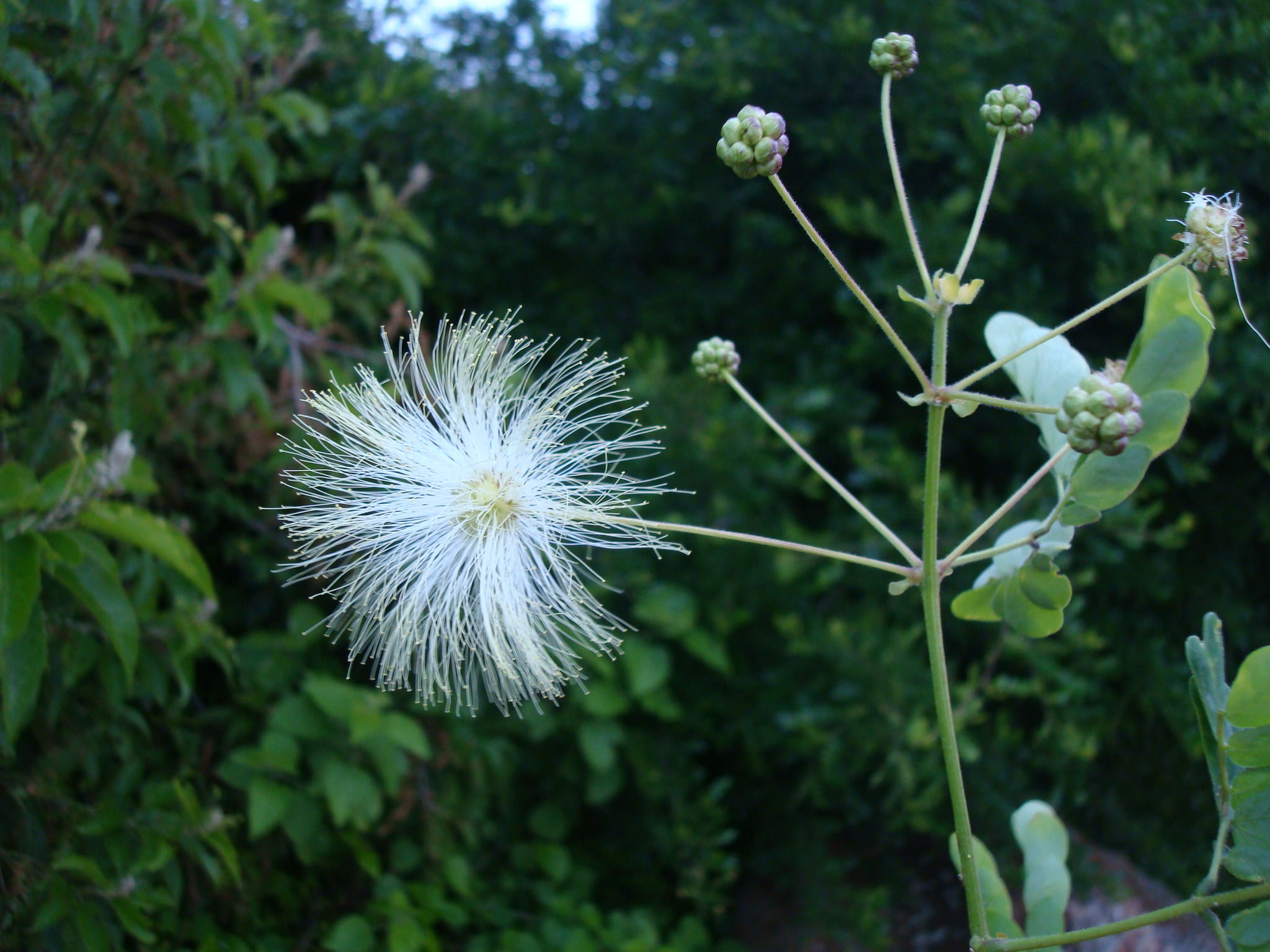 Zapoteca formosa 